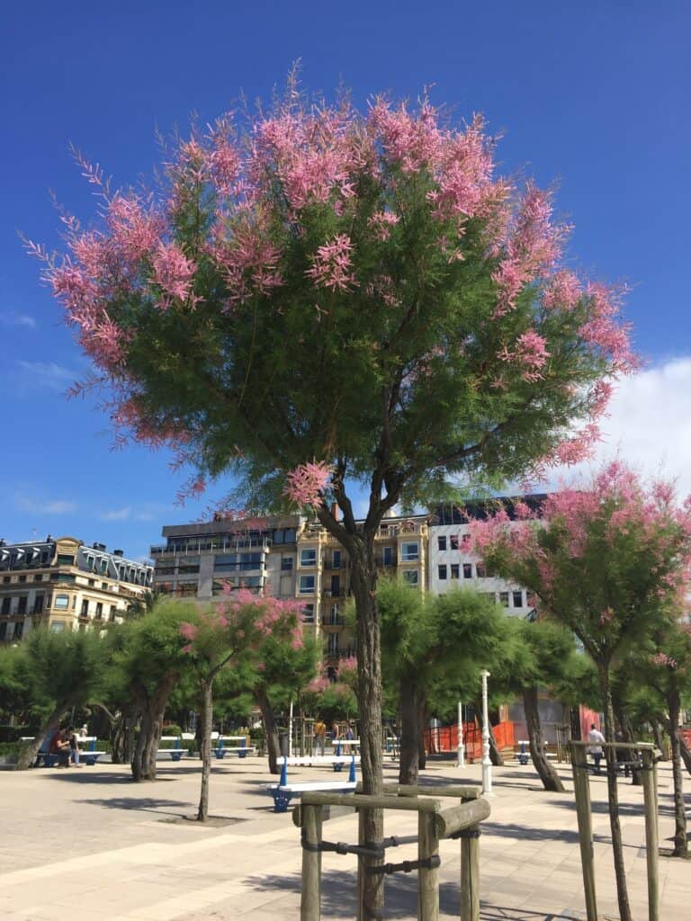 A tree with feathery green leaves and pink blossoms stands in a paved plaza, surrounded by buildings under a bright blue sky—a tranquil scene that perfectly captures what to do in San Sebastian for those seeking peaceful city moments amid beautiful urban nature.
